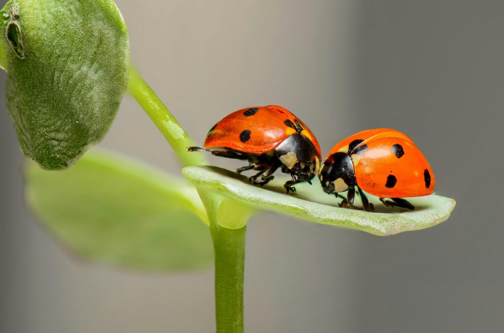 why are there so many ladybugs