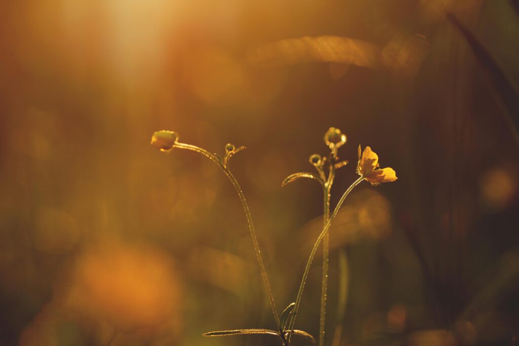 Buttercup