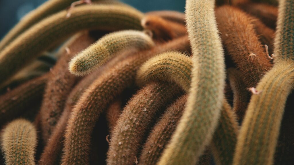 Peanut Cactus or Echinopsis chamaecereus.