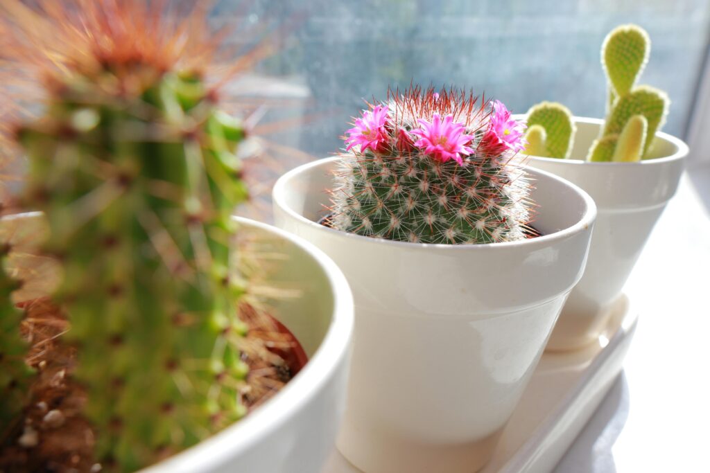 Mammillaria Elegans cactus