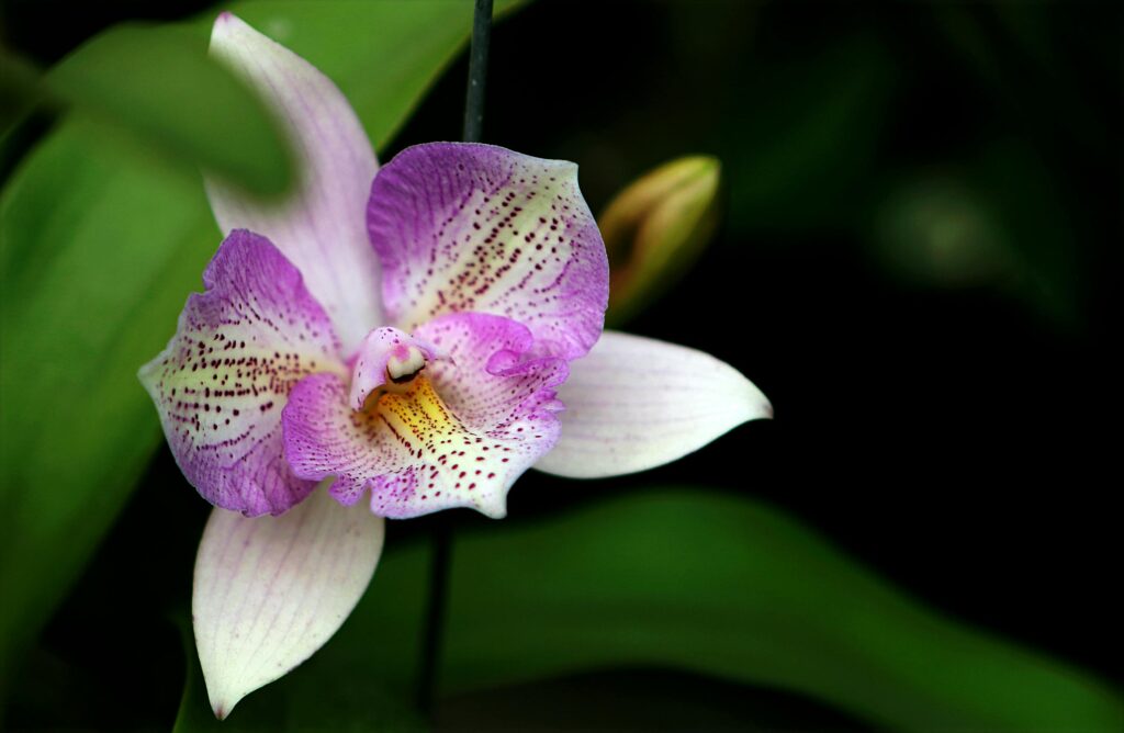 Orchid