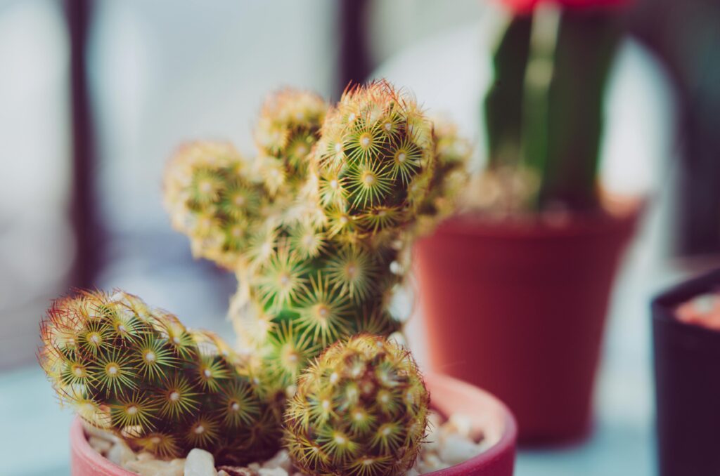 Mammillaria carmenae cactus