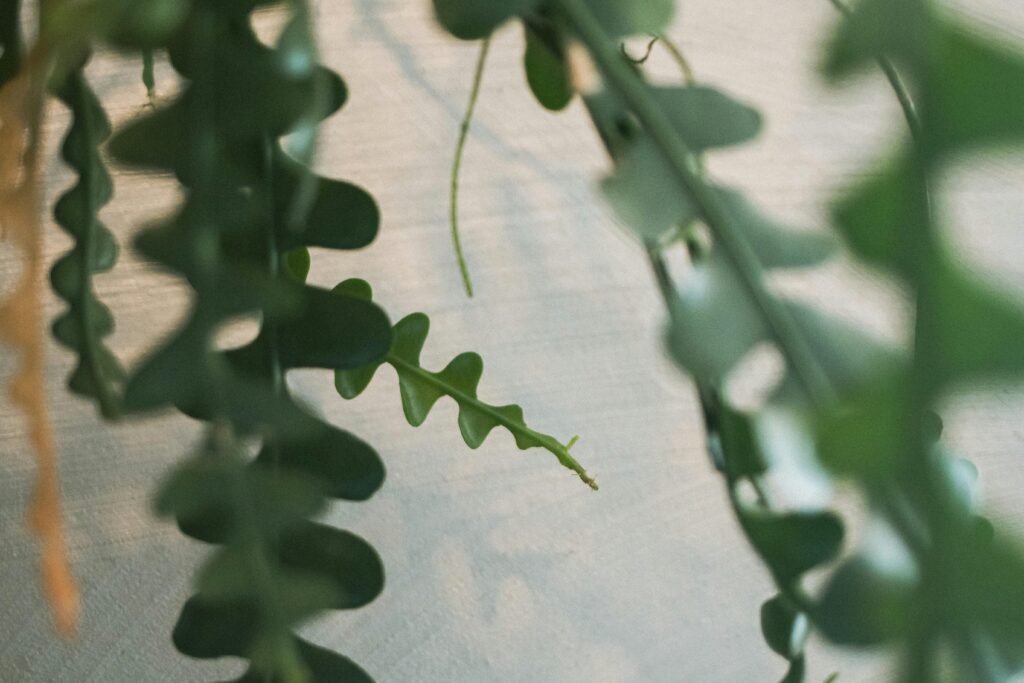 Fishbone Cactus Plant