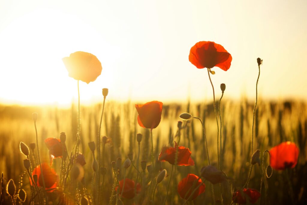 Poppy