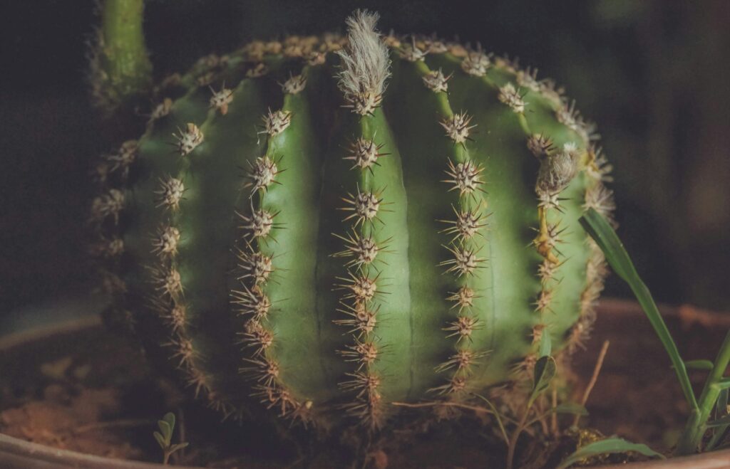 Echinopsis subdenudata – domino cactus