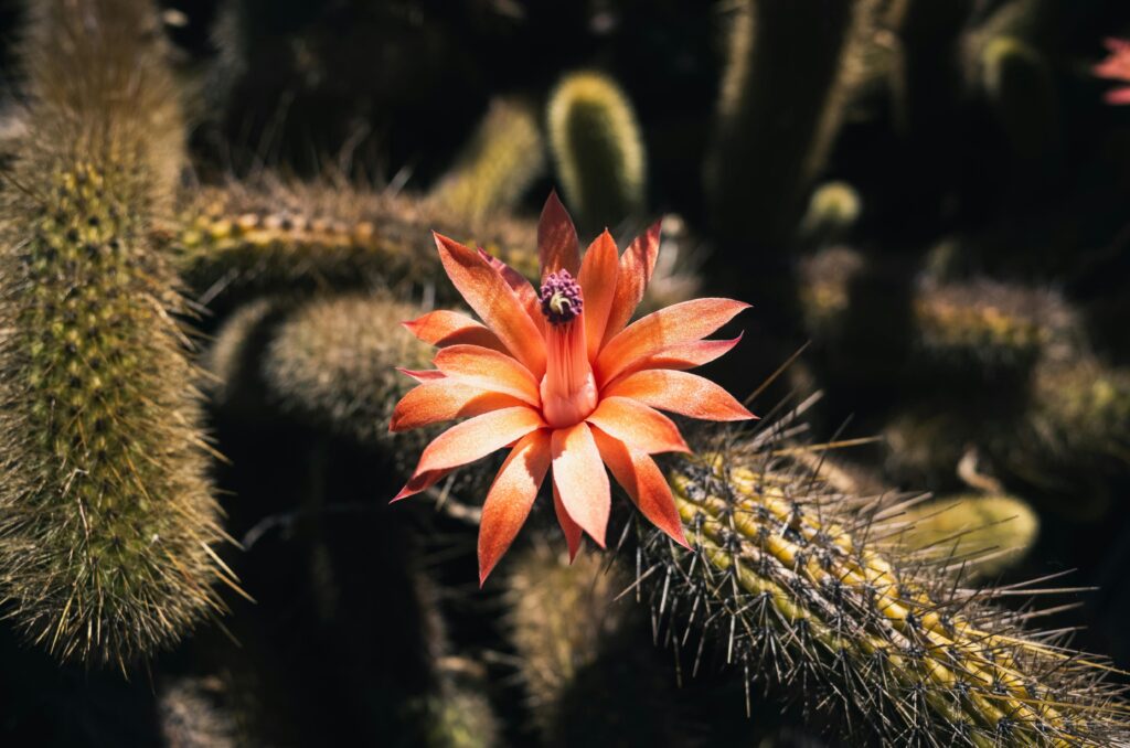 Parodia haselbergii cactus